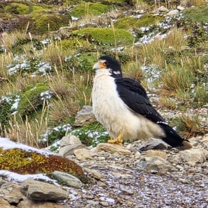 Laguna Margot by David