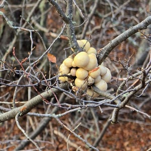 Laguna Margot by David