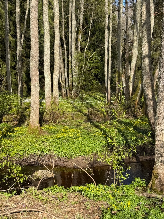 Stream and wild flowers among the trees, Estonia