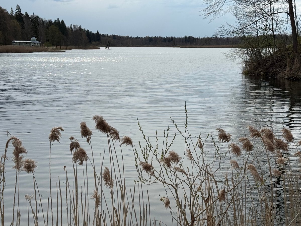 Lake/bog With Floating Islands Porkuni, Estonia