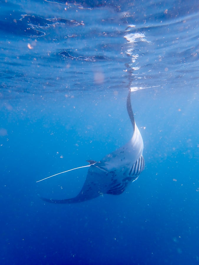 ¡Mantas raya!, Polinesia Francesa