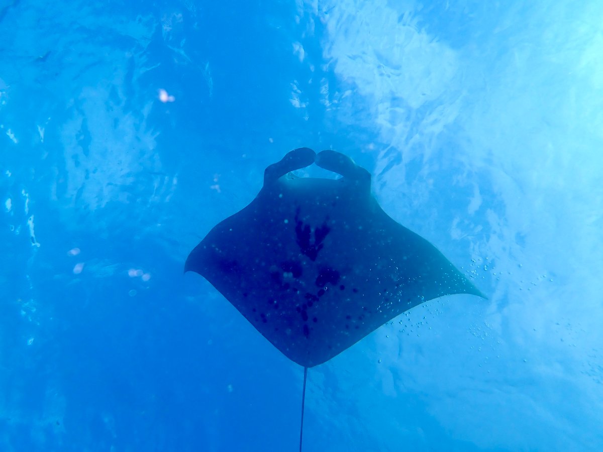 ¡Mantas raya!, Polinesia Francesa