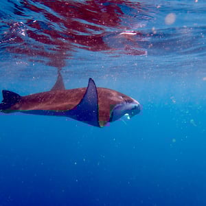Manta Rays! by Adam