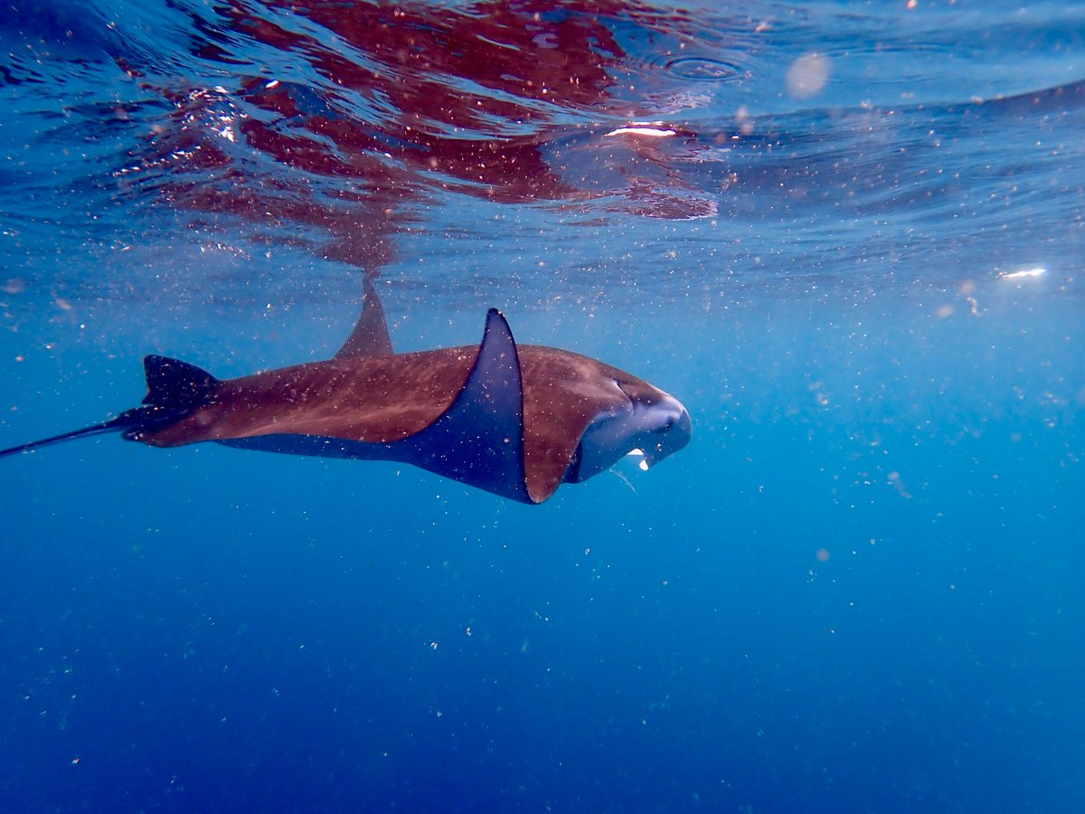 ¡Mantas raya!, Polinesia Francesa