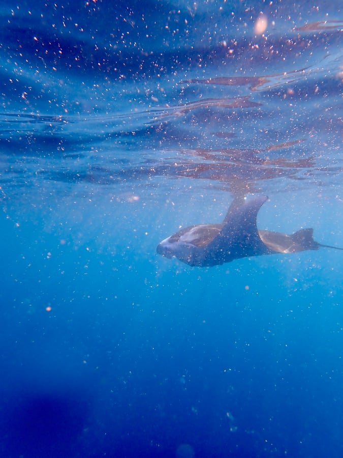 Manta Rays!, Frans-Polynesië