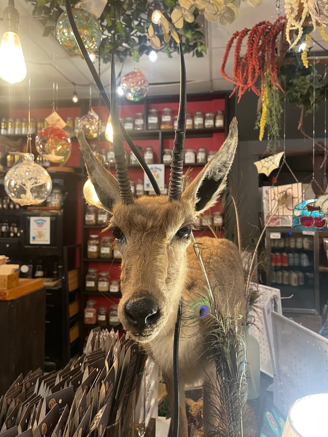 Cosas de brujas en Salem, Estados Unidos