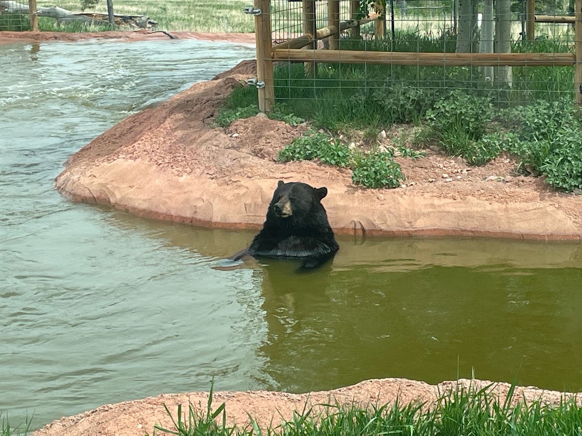 Oso tomando un jacuzzi, Estados Unidos