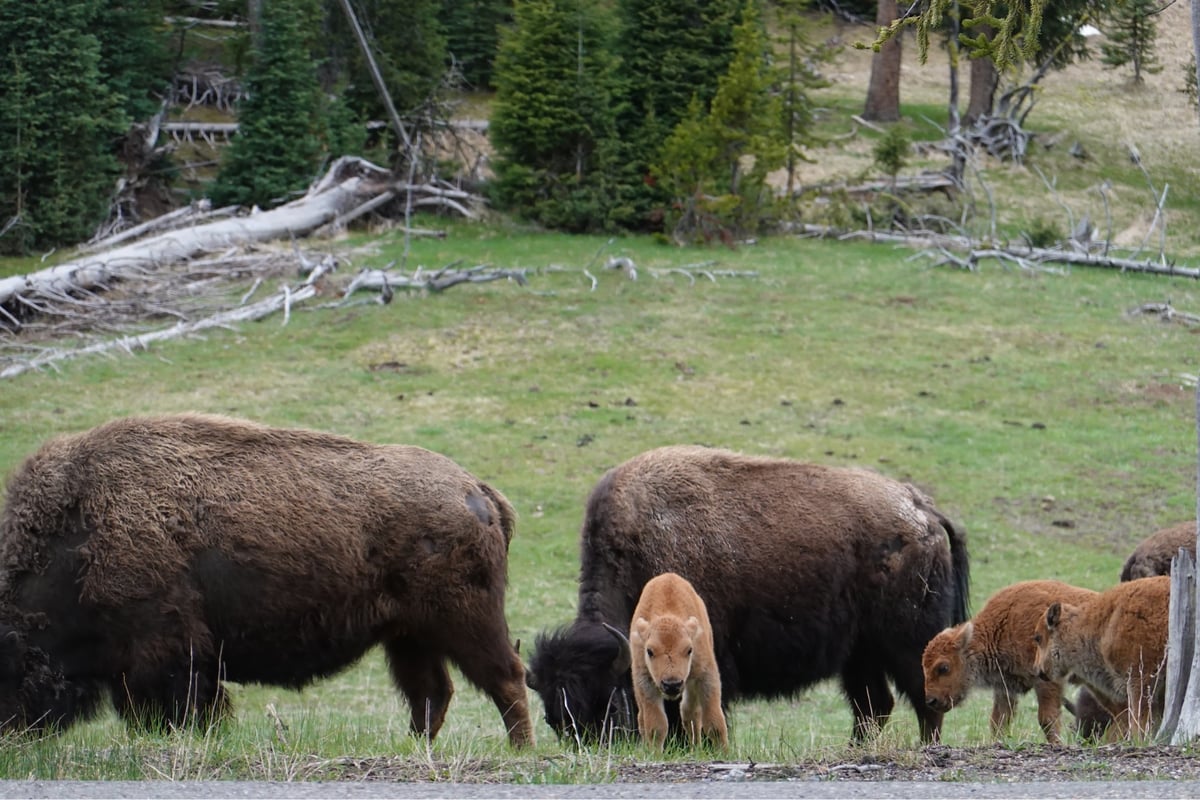 Despertando en Montana, Estados Unidos