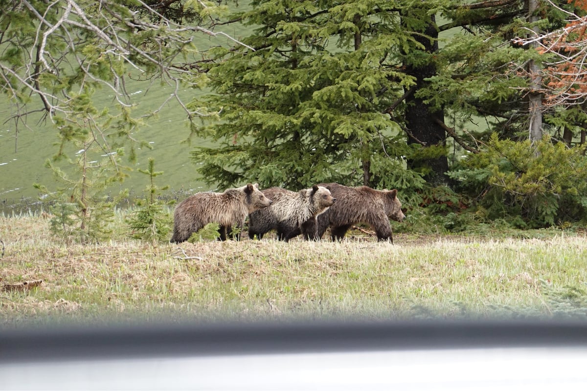 País de los osos, Estados Unidos