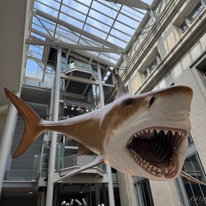 Smithsonian Natural History Museum by Cinthia