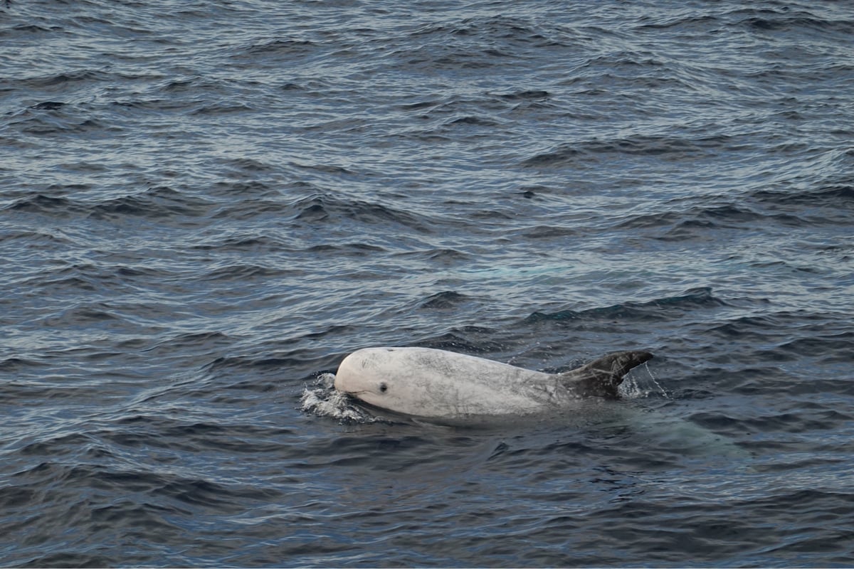 Dolphins Dolphins Dolphins, Verenigde Staten