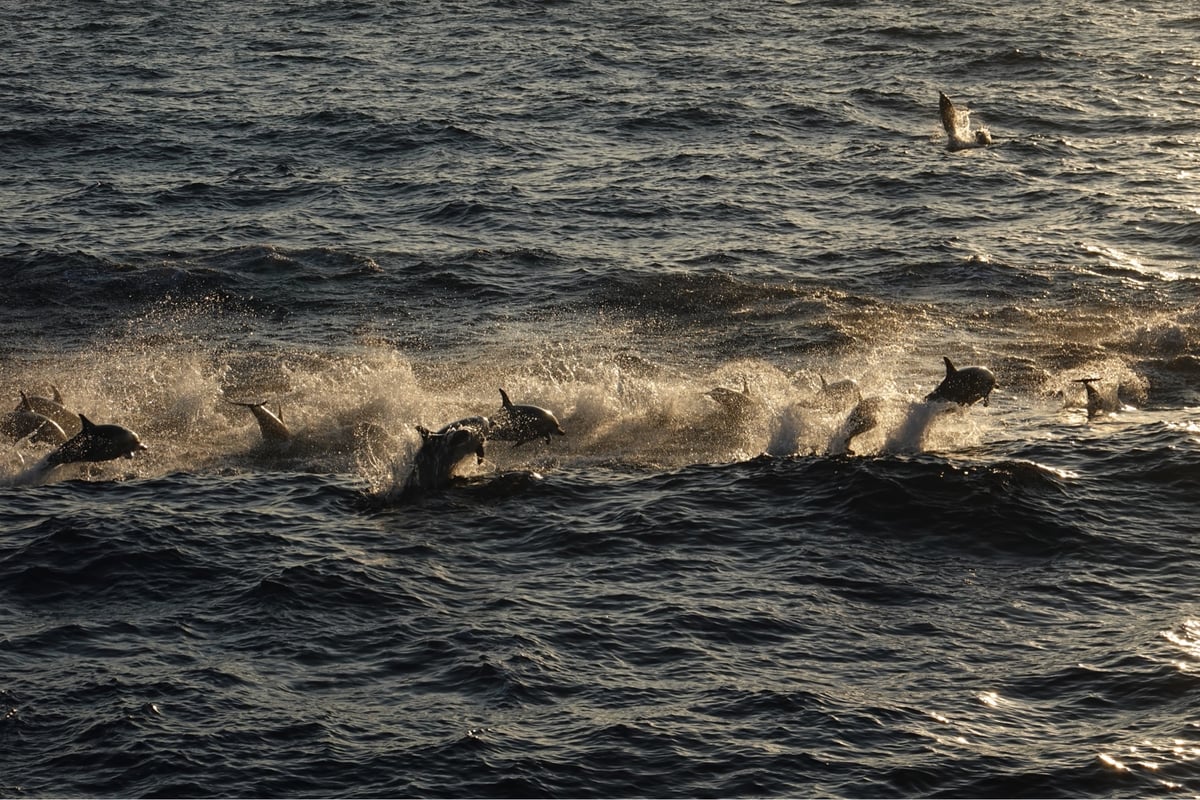 Dolphins Dolphins Dolphins, Verenigde Staten