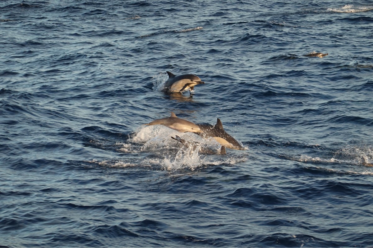 Dolphins Dolphins Dolphins, Verenigde Staten