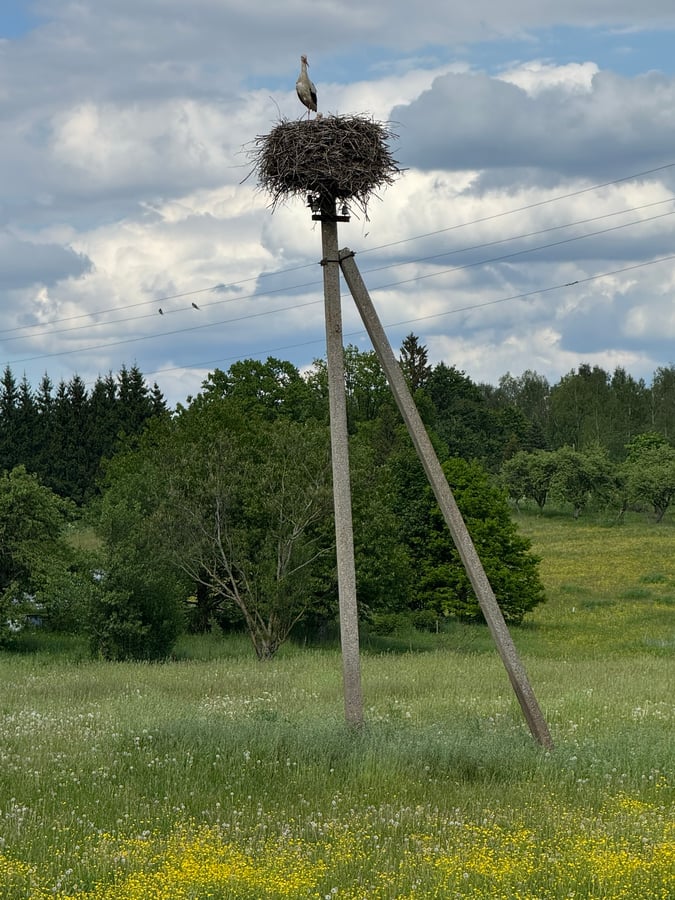 Cranes in Their Pole-top Nest, Latvia