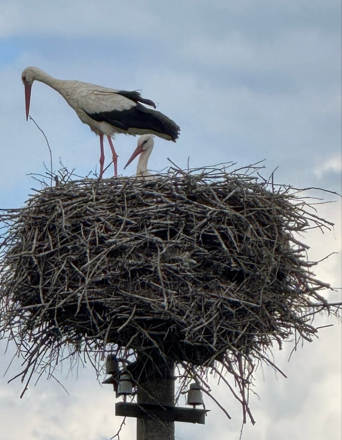 Cranes in Their Pole-top Nest, Latvia