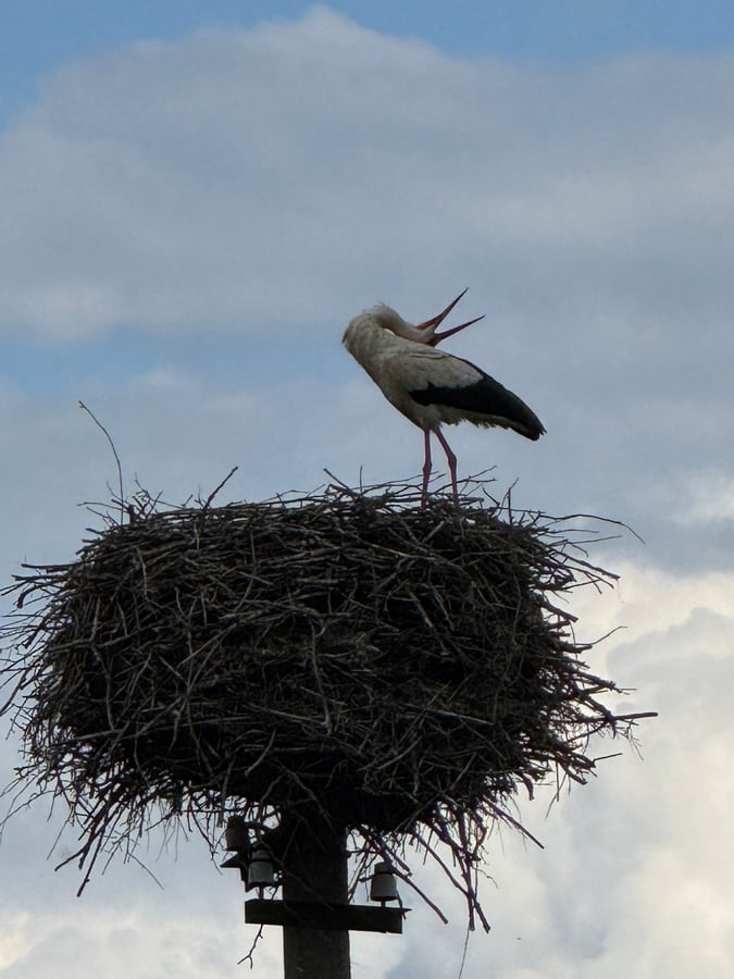 Cranes in Their Pole-top Nest, Latvia
