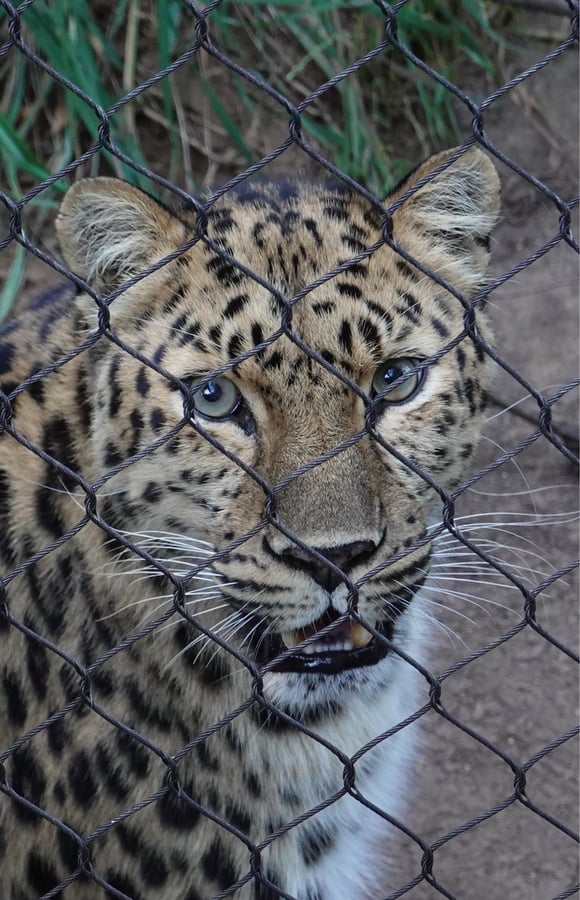Zoológico de San Diego = Élite, Estados Unidos