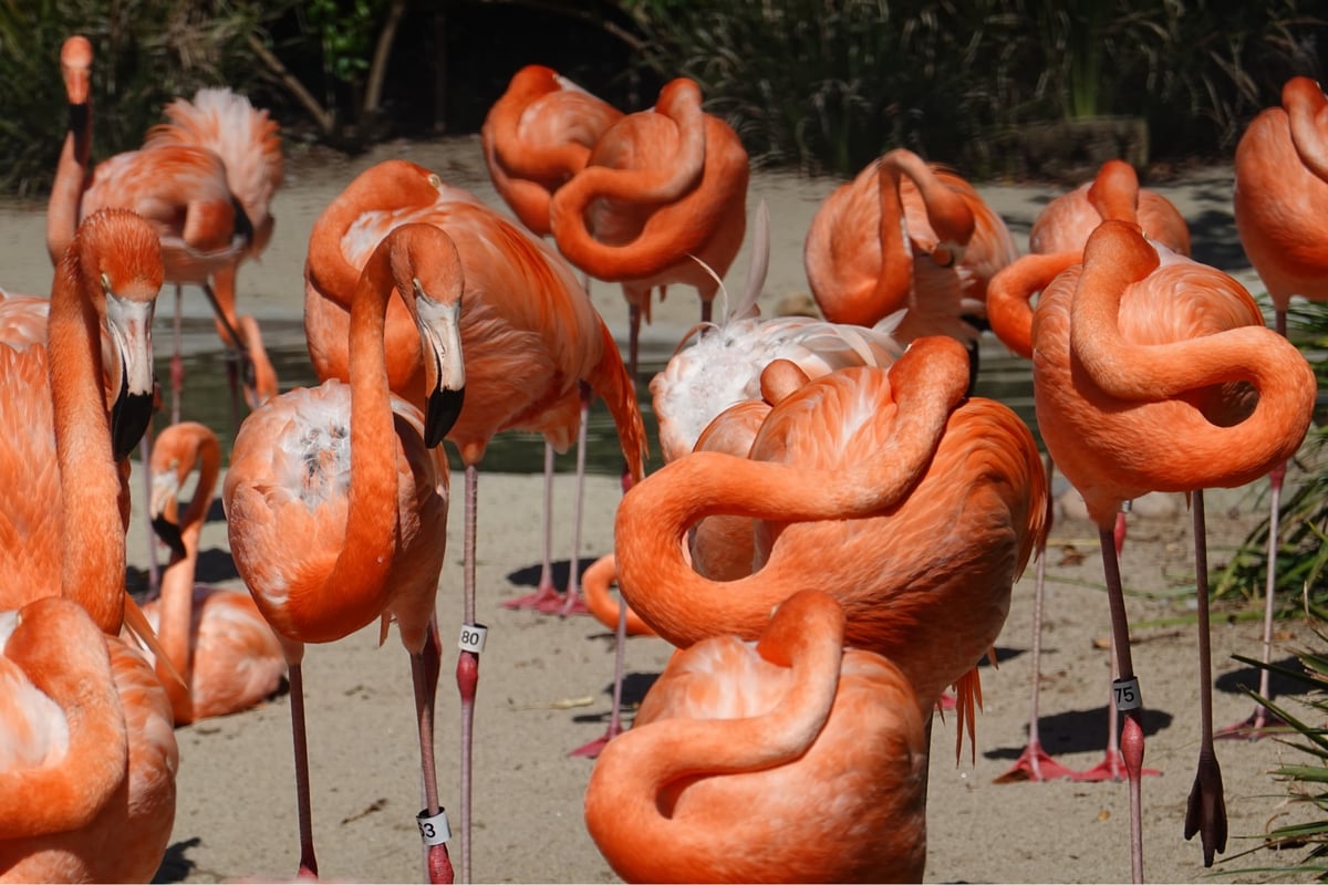 Zoológico de San Diego = Élite, Estados Unidos