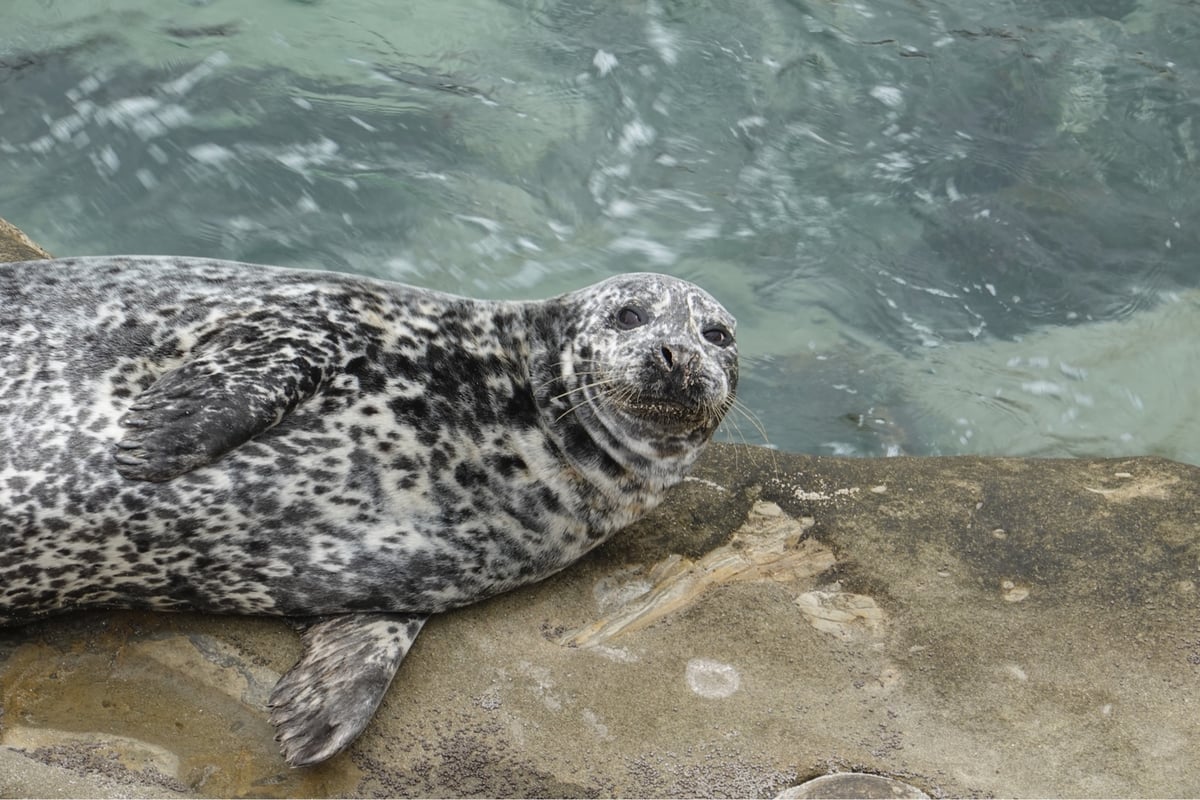 Más fotos de focas, Estados Unidos