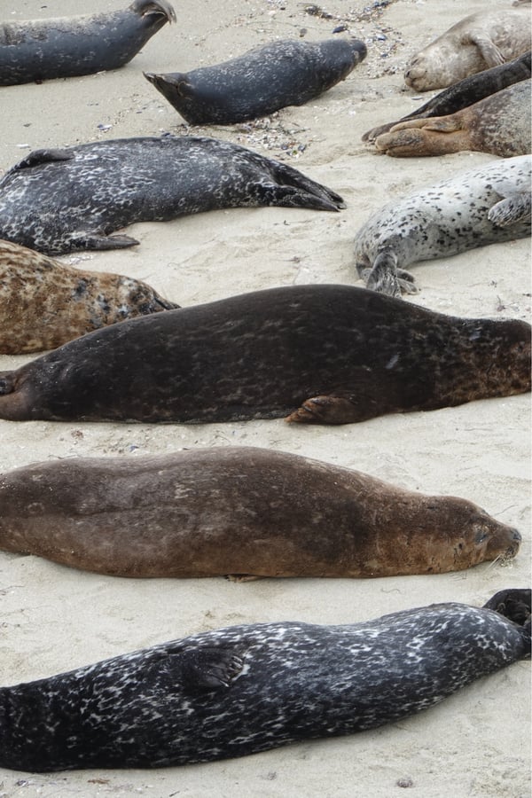 Más fotos de focas, Estados Unidos