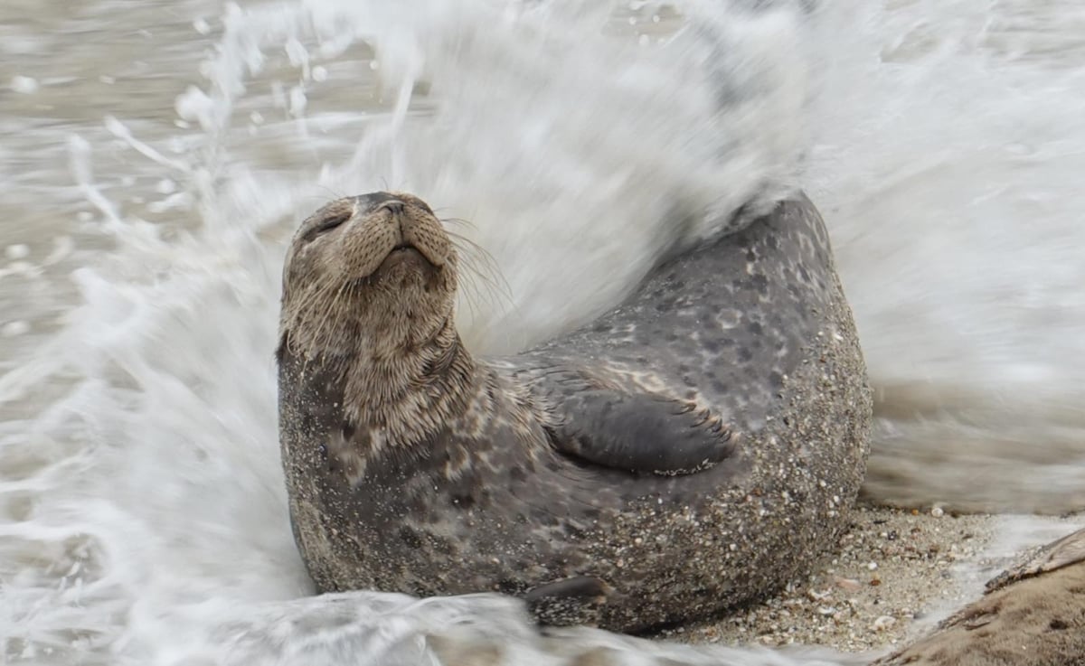 Más fotos de focas, Estados Unidos