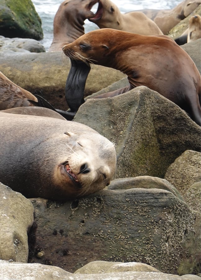 More Seal Pics, United States