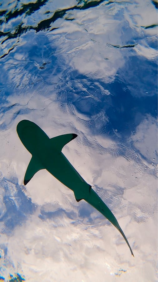 Snorkel con tiburones