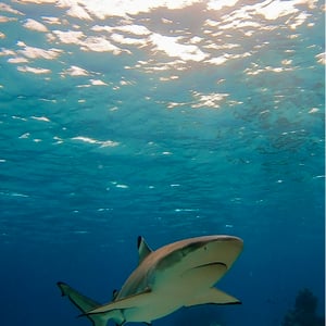 Snorkelling With Sharks by Adam