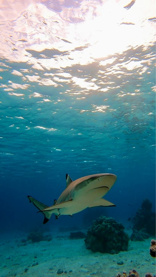 Snorkel con tiburones