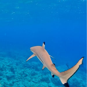 Snorkelling With Sharks by Adam