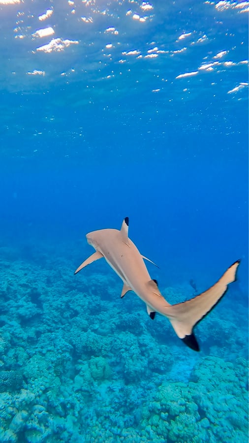 Plongée en apnée avec les requins