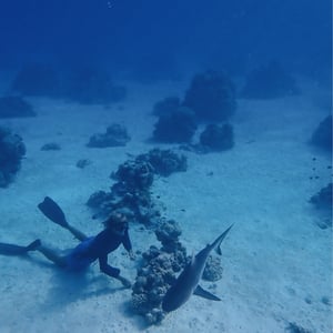 Snorkelling With Sharks by Adam