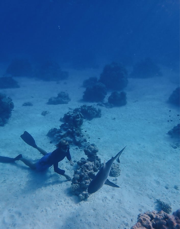 Snorkel con tiburones