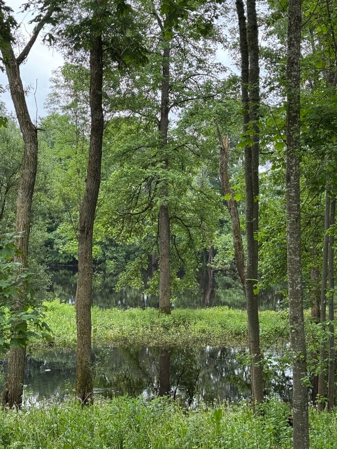 A lot of water and 🦟 In the forest, Latvia