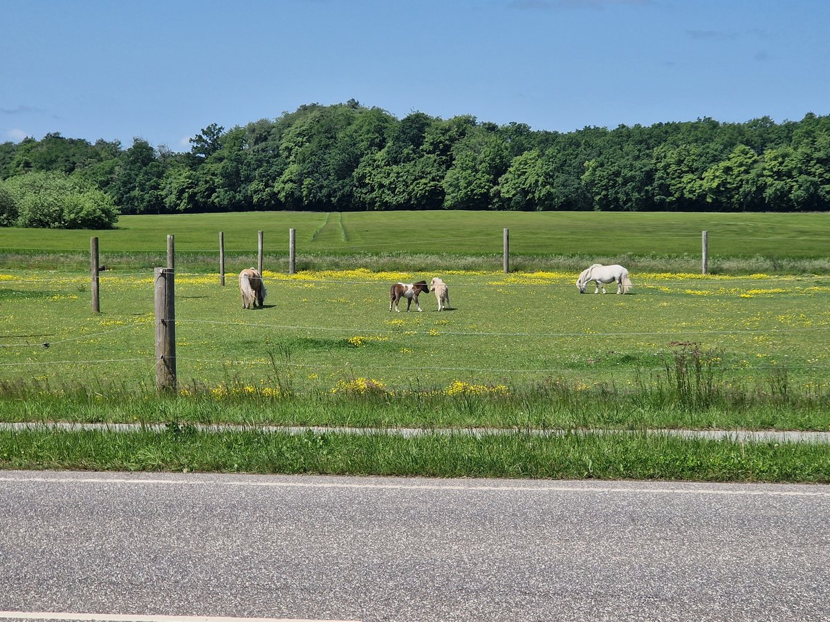 11 June 2025 - 12:11, Denmark