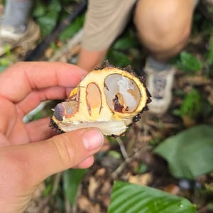Trekking In The Jungle by David