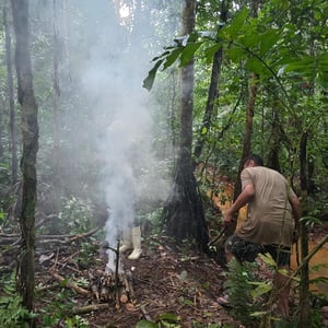 Camp In The Jungle by David
