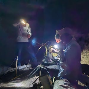 Camp In The Jungle by David