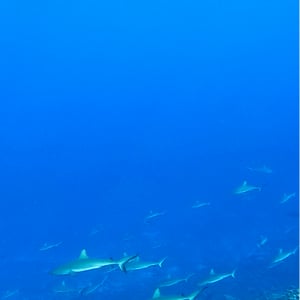 The Wall Of Sharks | Sailing Fakarava by Adam