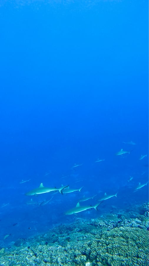 El Muro de los Tiburones | Navegando por Fakarava