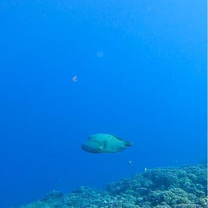 The Wall Of Sharks | Sailing Fakarava by Adam