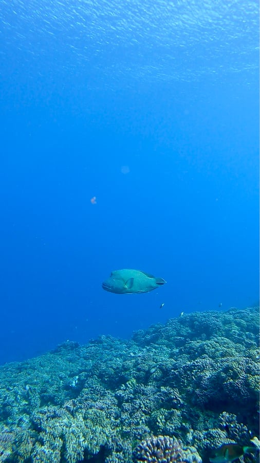 El Muro de los Tiburones | Navegando por Fakarava