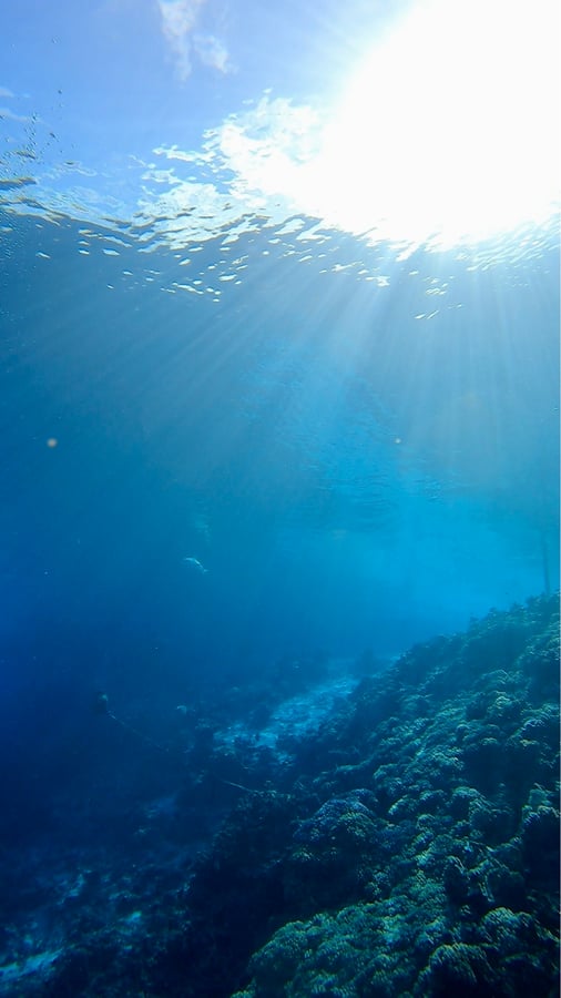 Le Mur des Requins | Navigation à Fakarava
