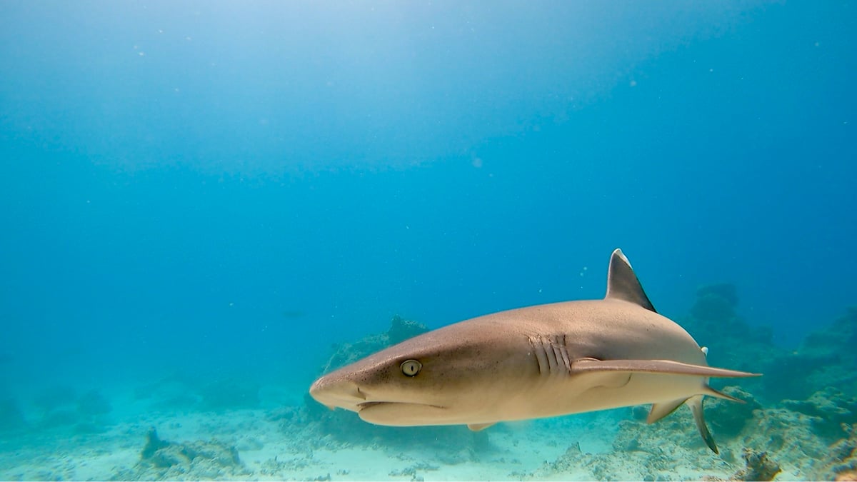 ¡Más tiburones!