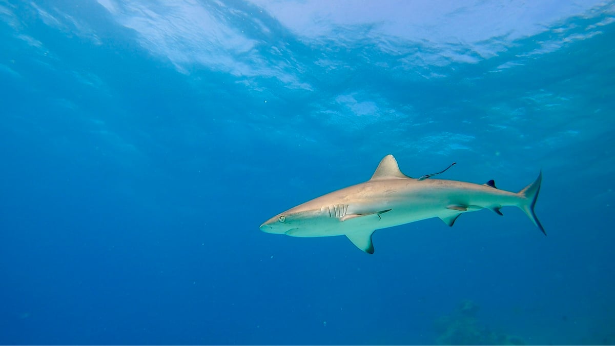 ¡Más tiburones!