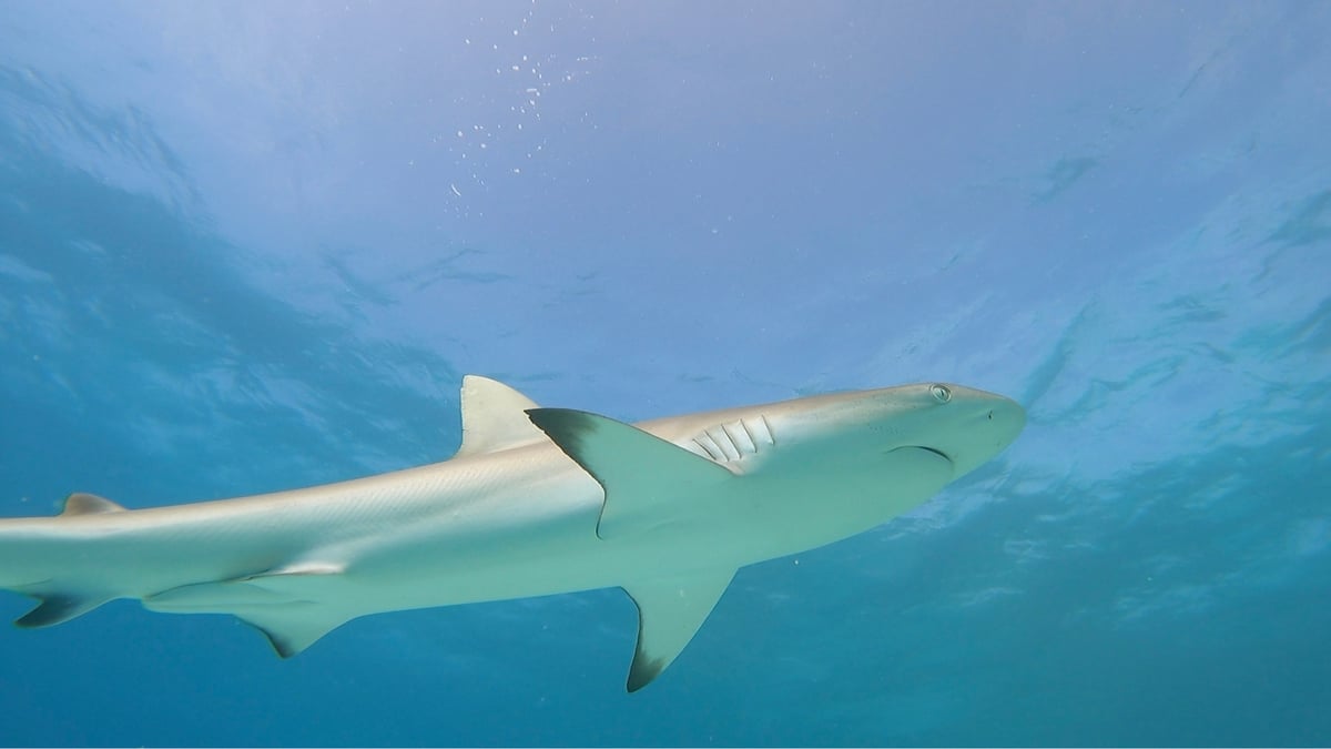 ¡Más tiburones!