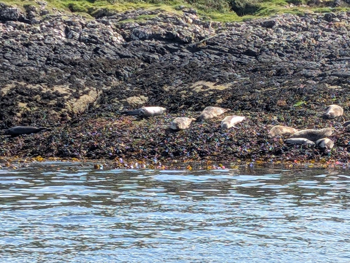 Seals, Scotland