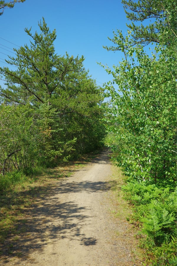 Tree View, Canada