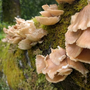 Armadale Castle by Greg