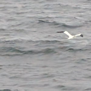 Gannet by Greg